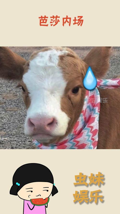 娱乐吃瓜酱的贴纸图片,揭秘娱乐圈那些不为人知的幕后故事  第1张